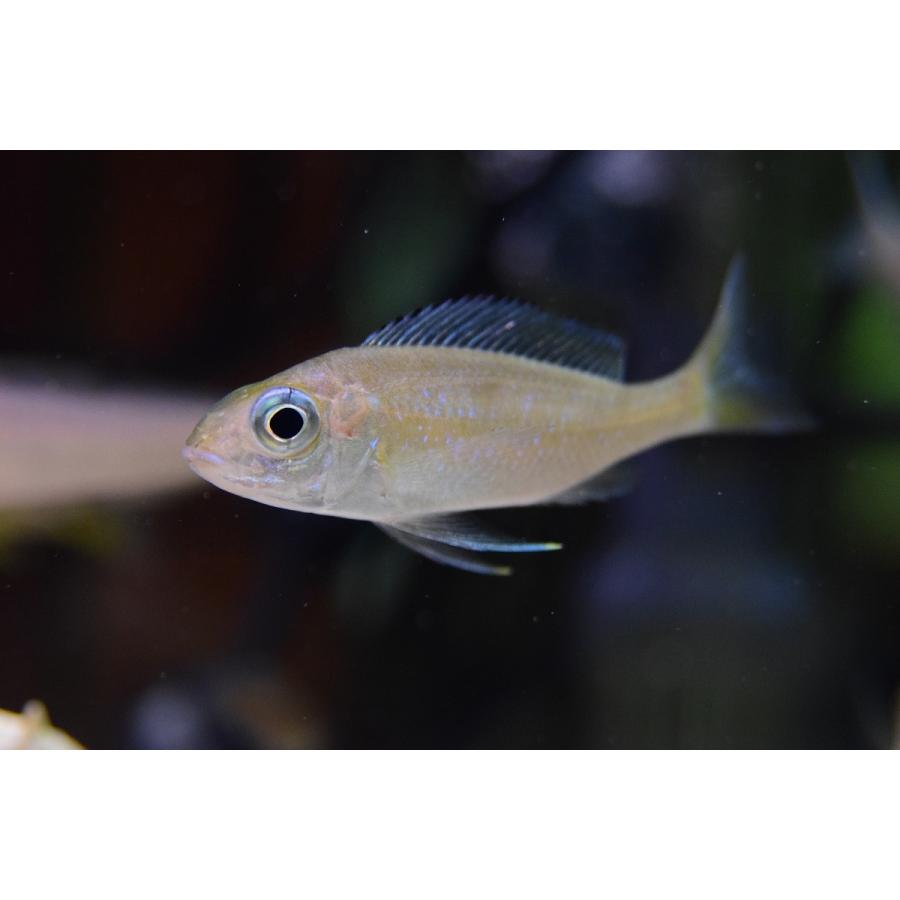 オフタルモティラピア ブープス ネオンストライプ 独便 7cm Afcichlid5 World Rivers Net 通販 Yahoo ショッピング