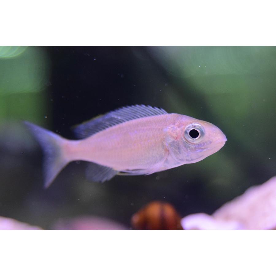 オフタルモティラピア ブープス ネオンストライプ 独便 7cm Afcichlid5 World Rivers Net 通販 Yahoo ショッピング