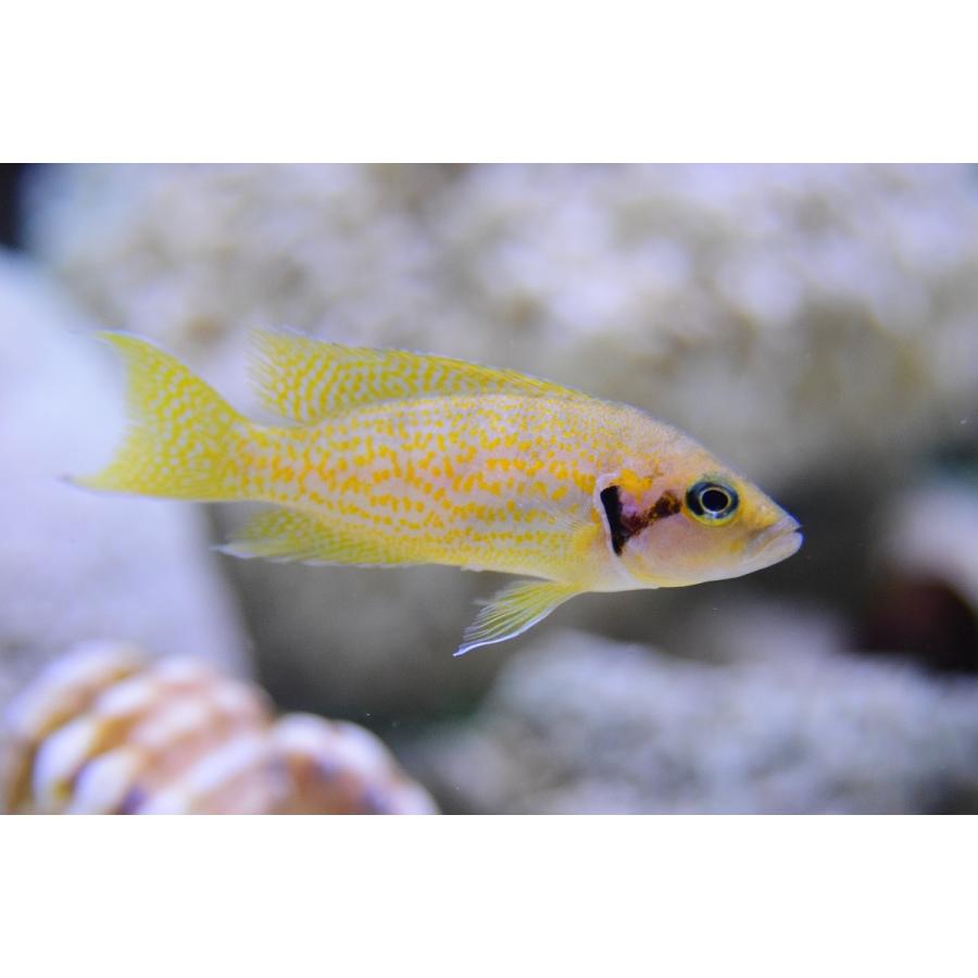 ネオランプロローグス ヘリアンサス 独便 4 5cm Afcichlid8 World Rivers Net 通販 Yahoo ショッピング