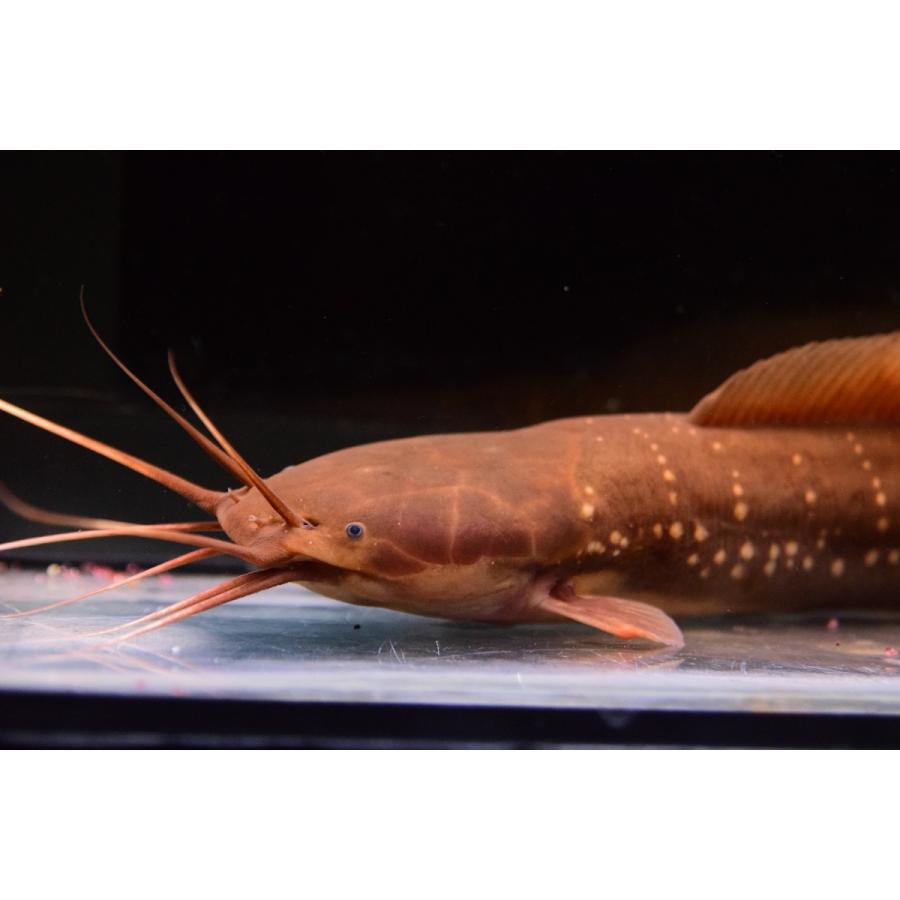 クラリアス ニエウホフィ 36cm Ajcat100 World Rivers Net 通販 Yahoo ショッピング