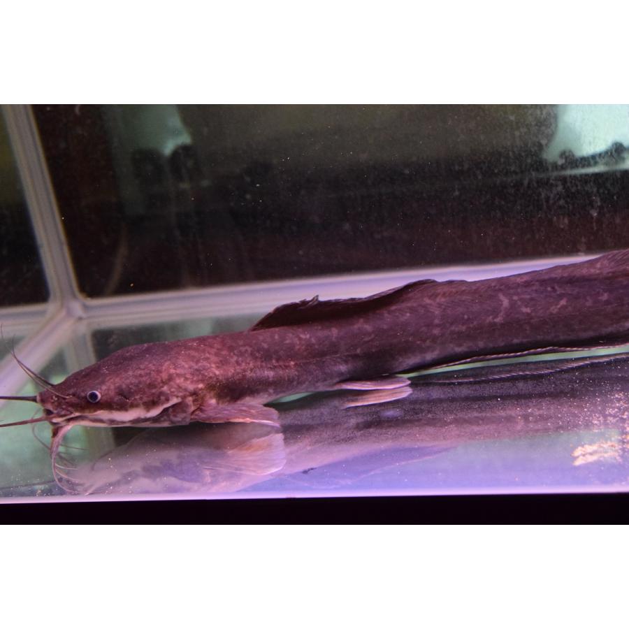 マウンテンクララ サルウィン川 50cm Ajcat105 World Rivers Net 通販 Yahoo ショッピング