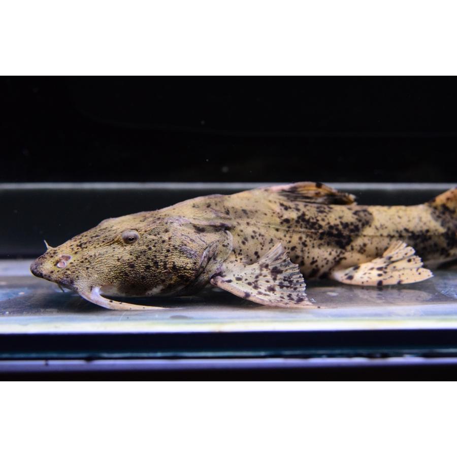 バガリウス ヤレリ サルウィン川 25cm Ajcat115 World Rivers Net 通販 Yahoo ショッピング