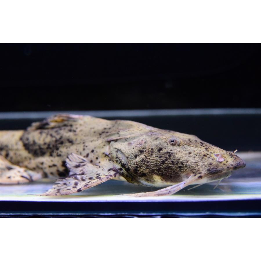 バガリウス ヤレリ サルウィン川 25cm Ajcat115 World Rivers Net 通販 Yahoo ショッピング