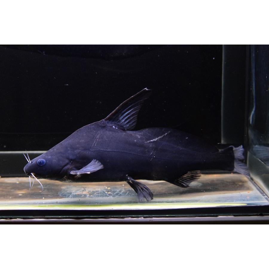 ジャイアントランサー　”ラオス”　25cm