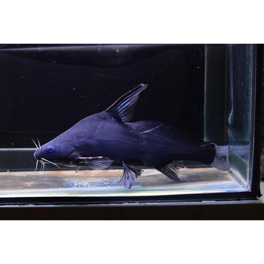 ジャイアントランサー　”ラオス”　25cm 