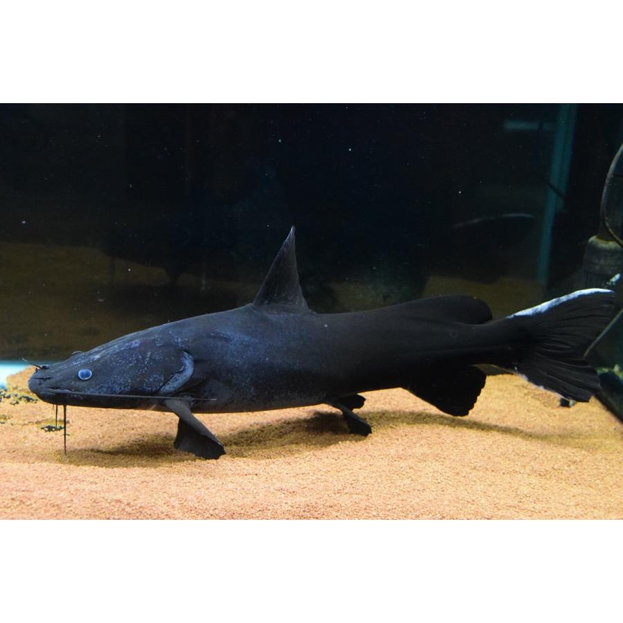 ホワイトテールブラックキャット　”ラオス”　52cm(21912円)