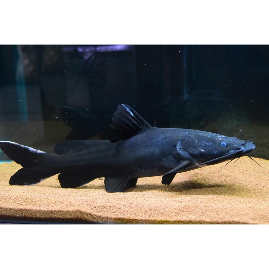 ホワイトテールブラックキャット　”ラオス”　52cm 