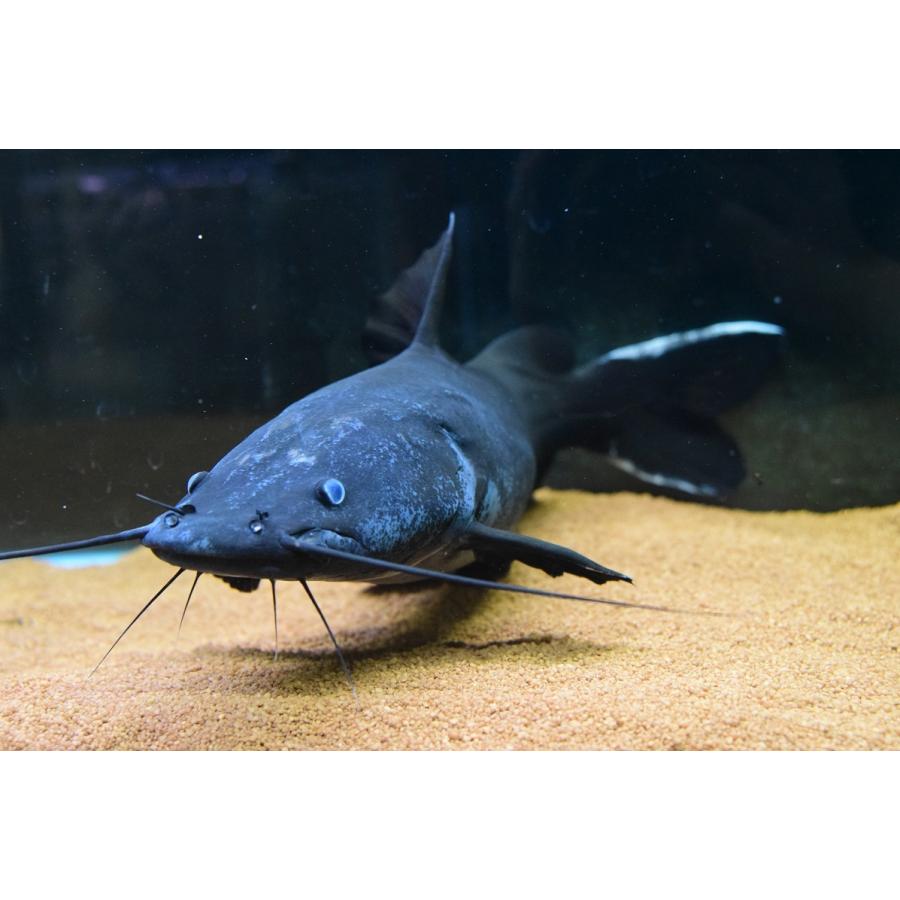 ホワイトテールブラックキャット　”ラオス”　52cm 