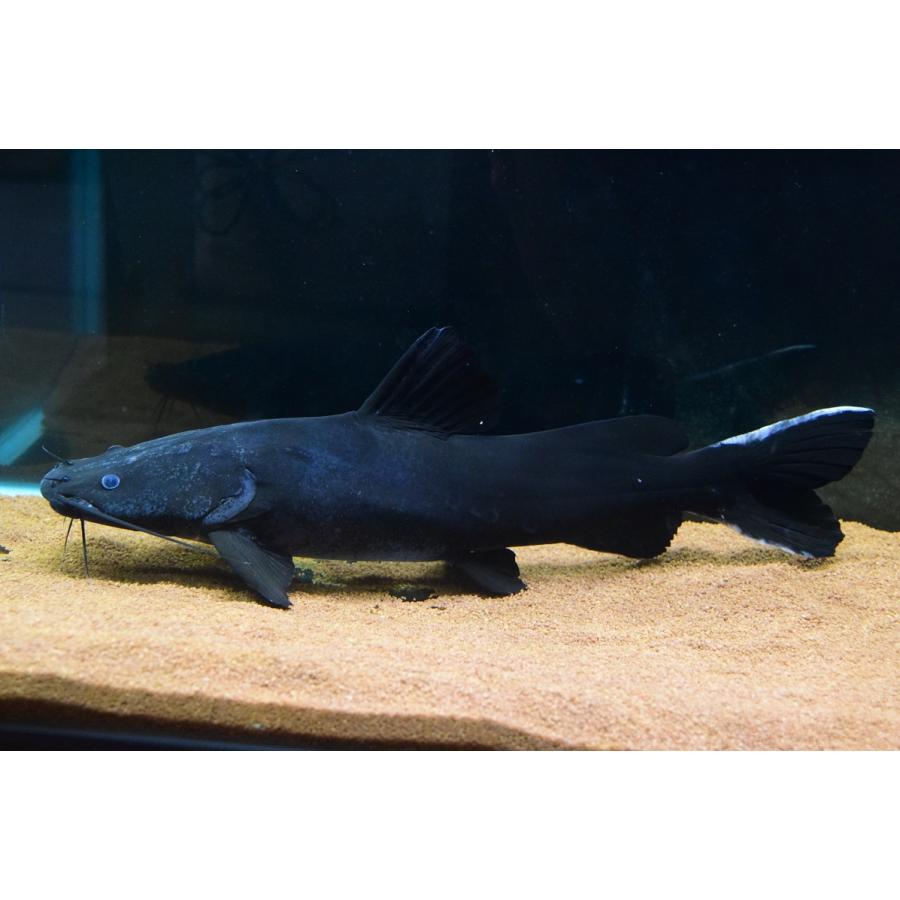 ホワイトテールブラックキャット　”ラオス”　52cm 