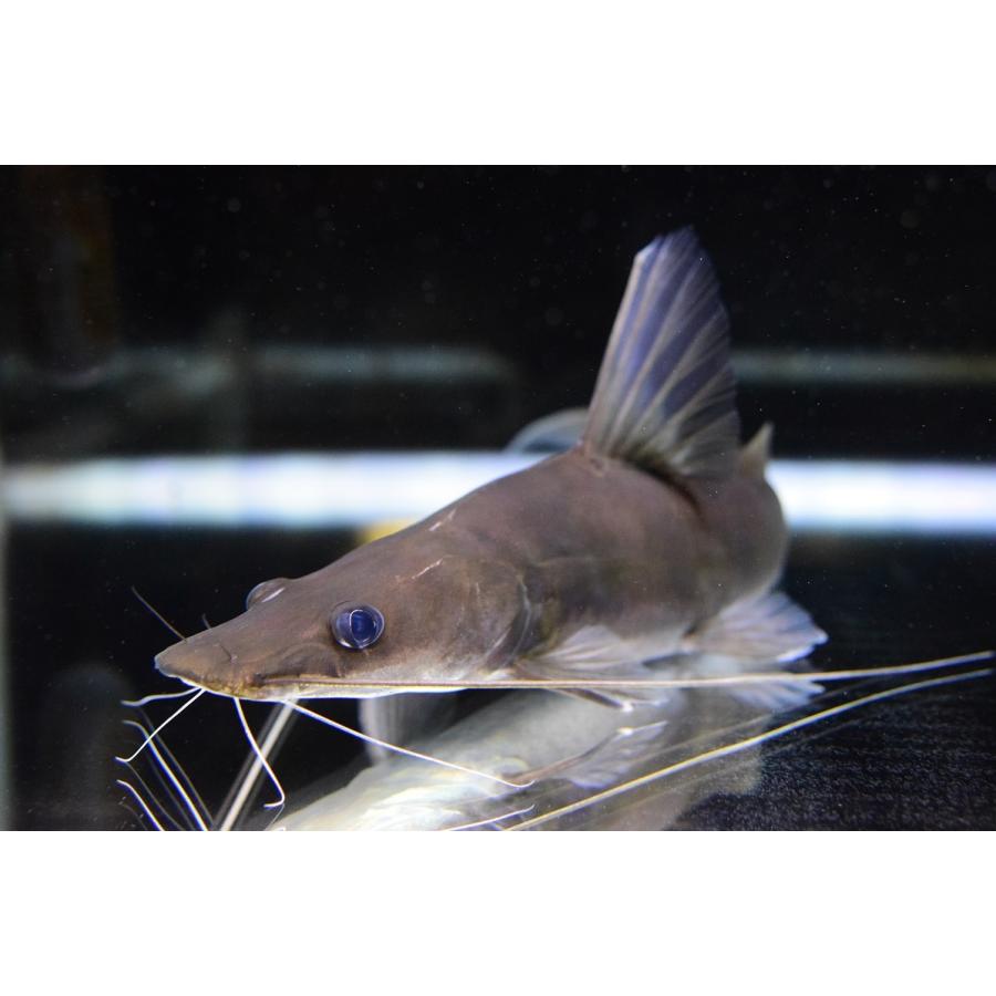 アキクラリスシャベルノーズキャット　”タイ便”　34-35cm(16500円)