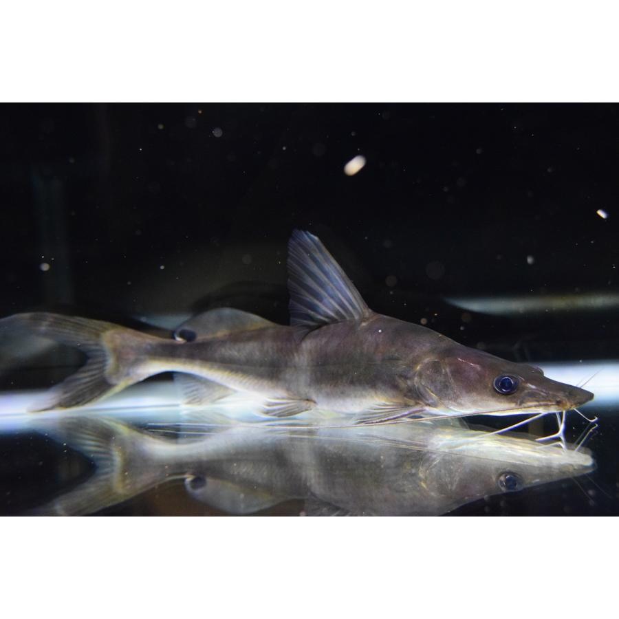 【推し】 アキクラリスシャベルノーズキャット　”タイ便”　34-35cm 【2584715314】(16500円)