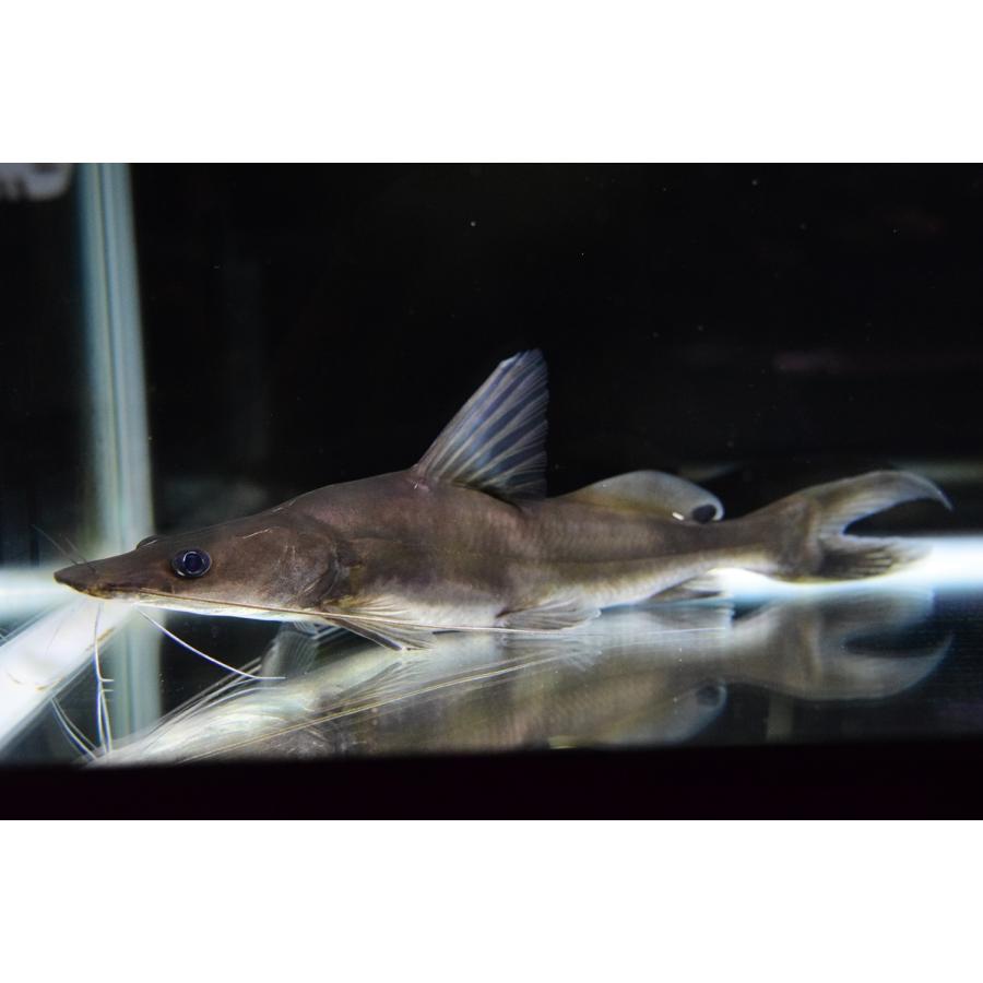 【推し】 アキクラリスシャベルノーズキャット　”タイ便”　34-35cm 【2584715314】(16500円)