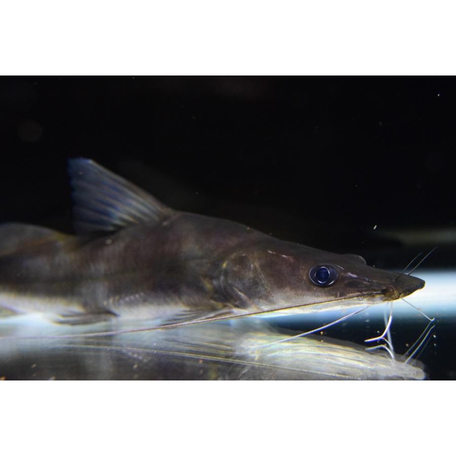 【推し】 アキクラリスシャベルノーズキャット　”タイ便”　34-35cm 【2584715314】(16500円)