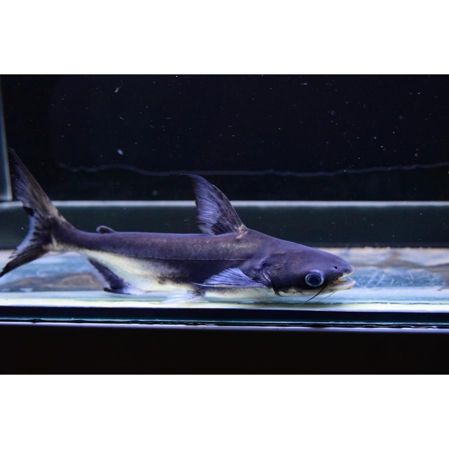 メコンオオナマズ パールン cm Ajcat131 World Rivers Net 通販 Yahoo ショッピング