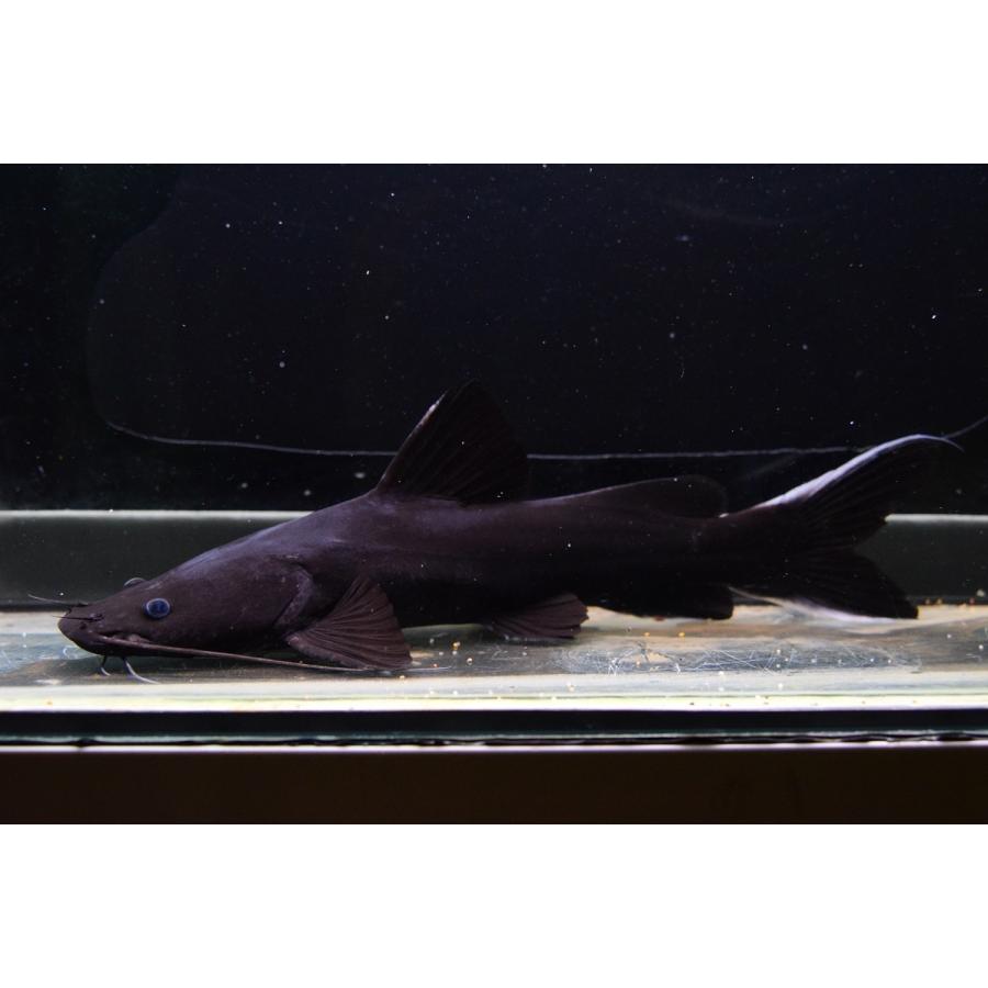 ホワイトテールブラックキャット ラオス 24cm Ajcat140 World Rivers Net 通販 Yahoo ショッピング