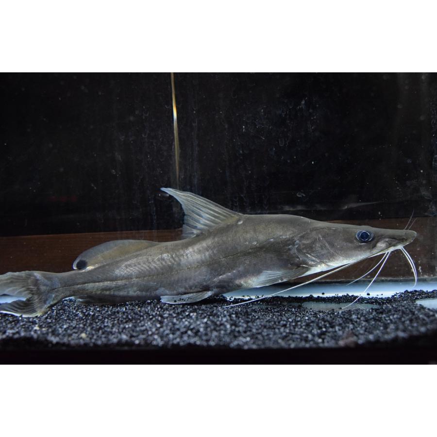 ちょっと難あり インディアンシャベルノーズキャット カバリー川 41cm Ajcat143 World Rivers Net 通販 Yahoo ショッピング