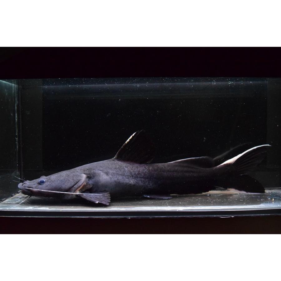 ホワイトテールブラックキャット タイ 34 35cm Ajcat15 World Rivers Net 通販 Yahoo ショッピング