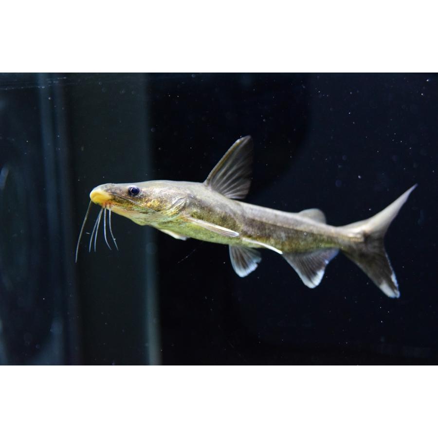 アジアンゴールデンシャークキャット　12cm程 