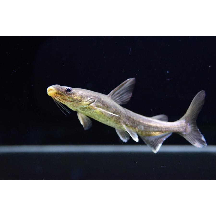 アジアンゴールデンシャークキャット　12cm程 