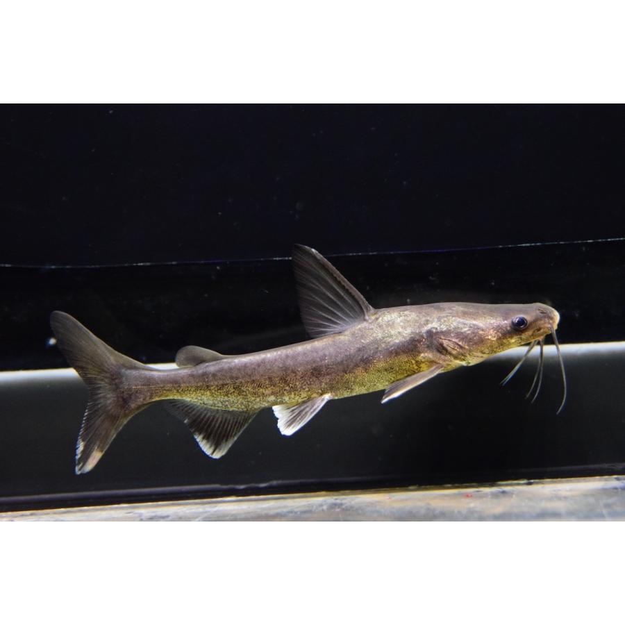 アジアンゴールデンシャークキャット　12cm程 