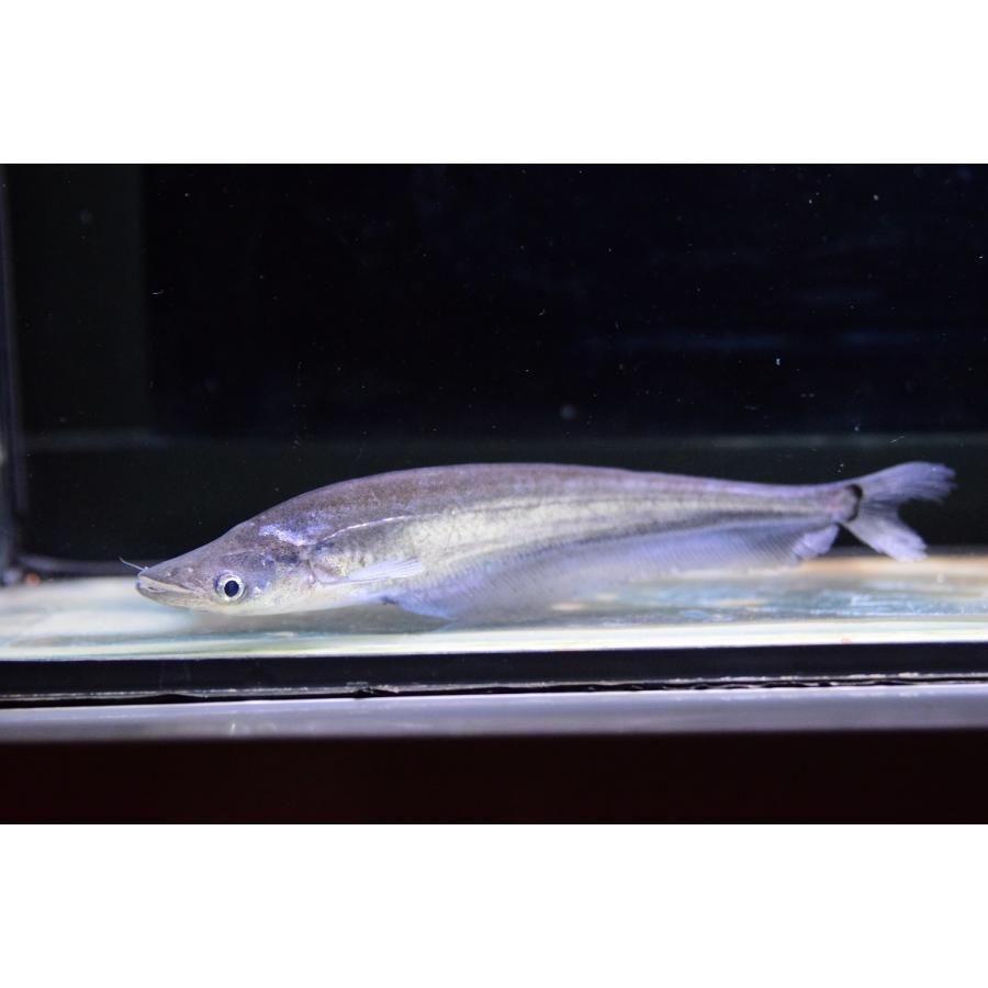 衝撃特価 ナマズ 15 16cm ウィスカーシートフィッシュ 観賞魚生体 Oyostate Gov Ng