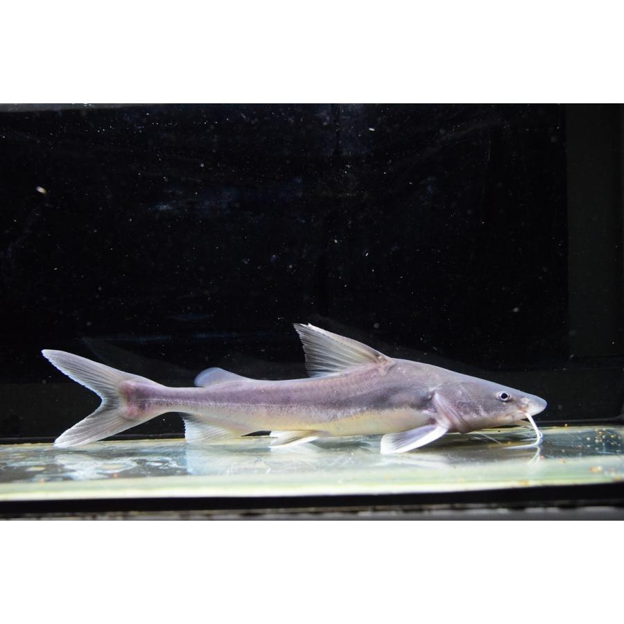 熱帯魚、古代魚、カプアスフル