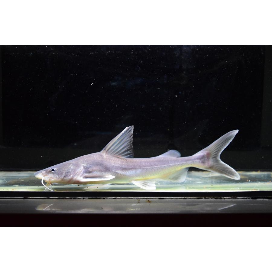 スタージョンシーキャット カプアスフル 21 22cm Ajcat156 World Rivers Net 通販 Yahoo ショッピング