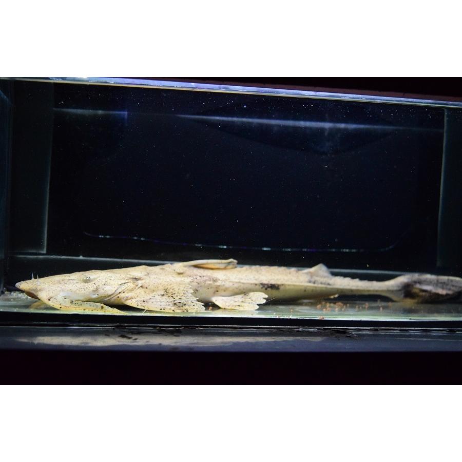 バガリウス・スクス　”タイ便”　39-40cm　No.2