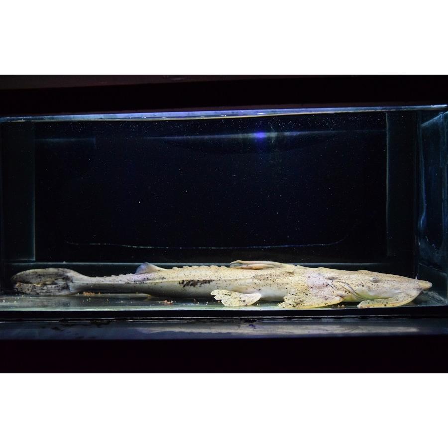 バガリウス・スクス　”タイ便”　39-40cm　No.2 