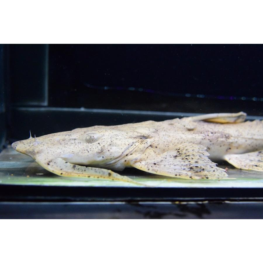 バガリウス・スクス　”タイ便”　39-40cm　No.2 