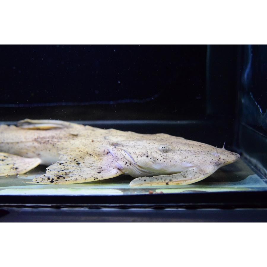 バガリウス・スクス　”タイ便”　39-40cm　No.2 