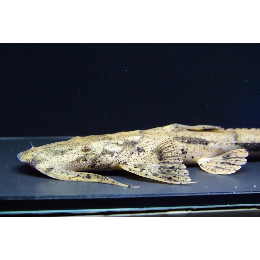 ［即日発送］ バガリウス・スクス　”タイ便”　28cm 【P2334071804】(14900円)