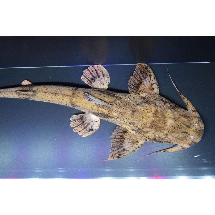 ［即日発送］ バガリウス・スクス　”タイ便”　28cm 【P2334071804】(14900円)