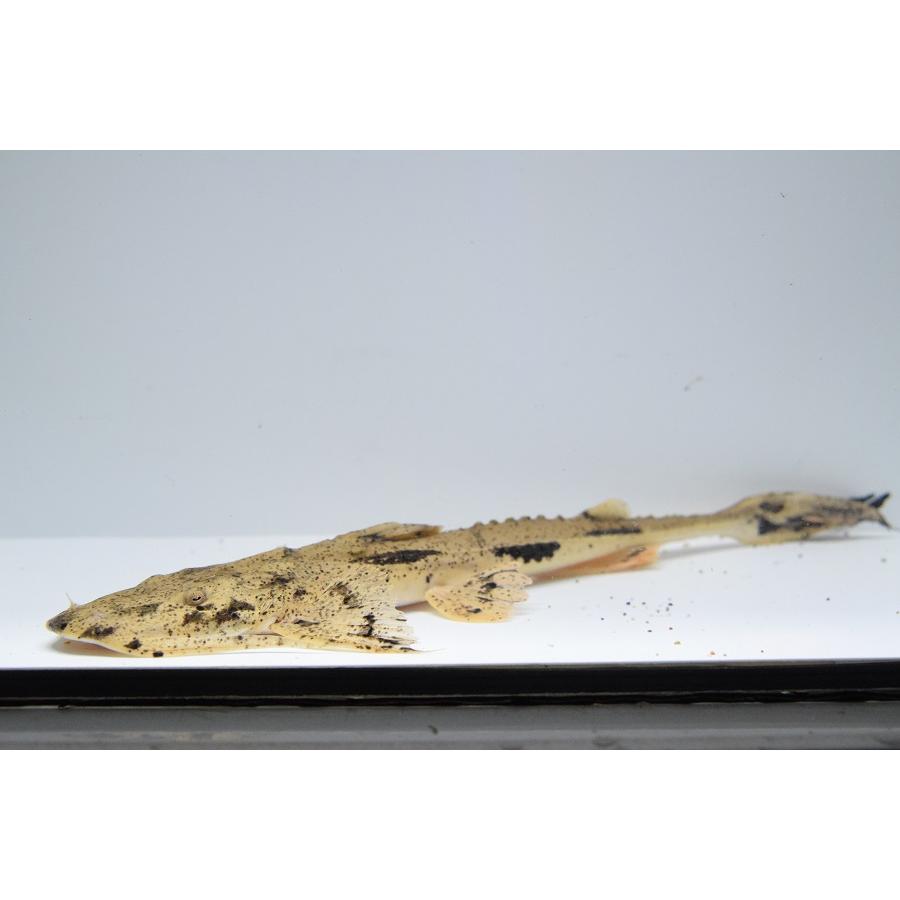 バガリウス・スクス　”タイ便”　26cm 