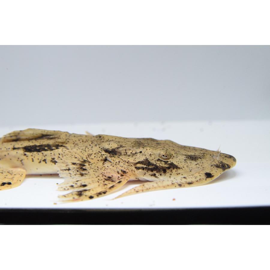 バガリウス・スクス　”タイ便”　26cm 