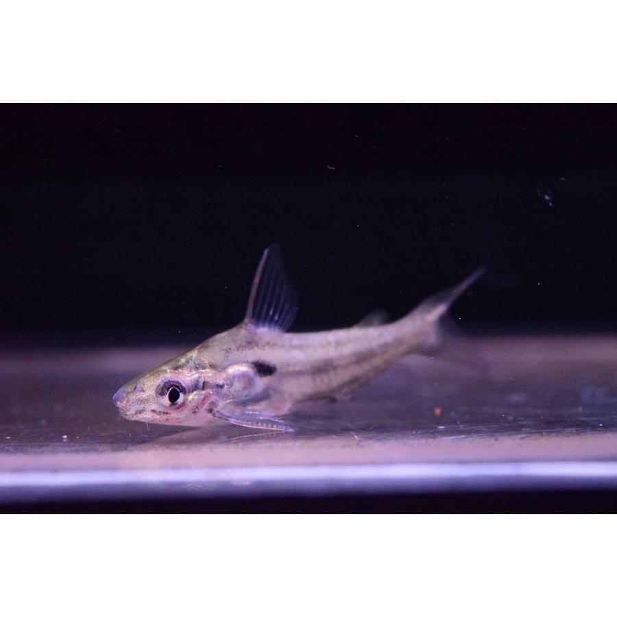 チャンドラマラキャット インド 5cm Ajcat19 World Rivers Net 通販 Yahoo ショッピング