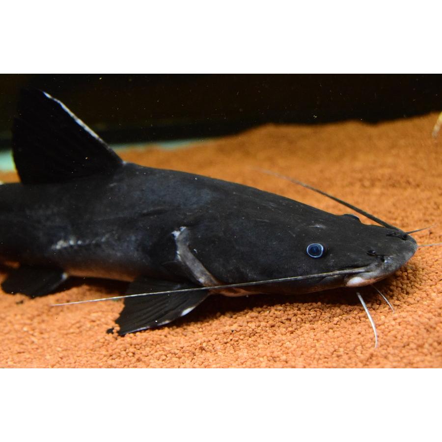 ホワイトテールブラックキャット ”インドネシア/中カリマンタン