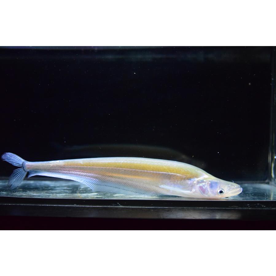 コモンシート  19-23cmの画像