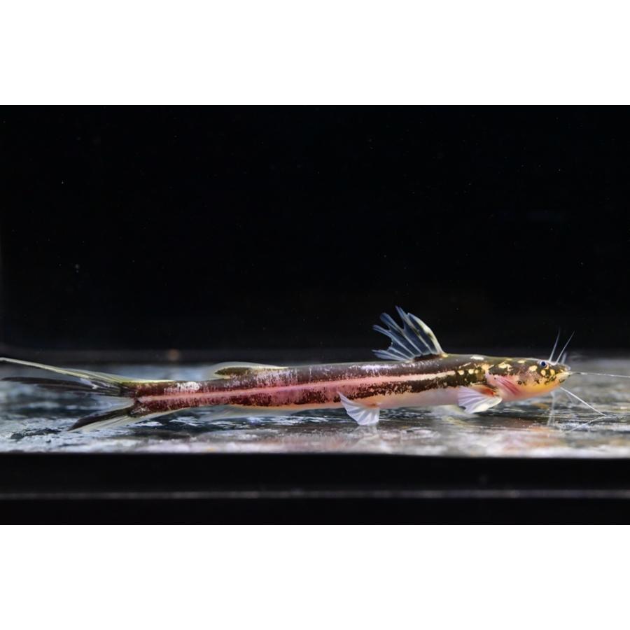マハカムミスタスキャット ”インドネシア/カリマンタン島” 13cm