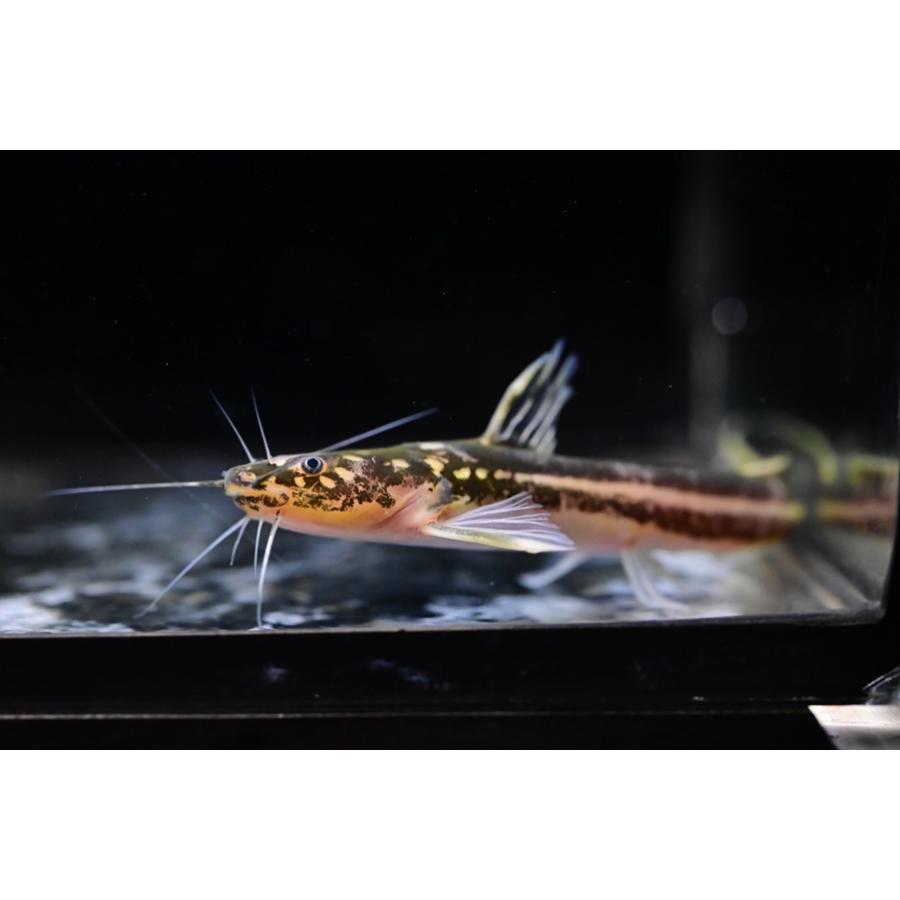 マハカムミスタスキャット ”インドネシア/カリマンタン島” 13cm 