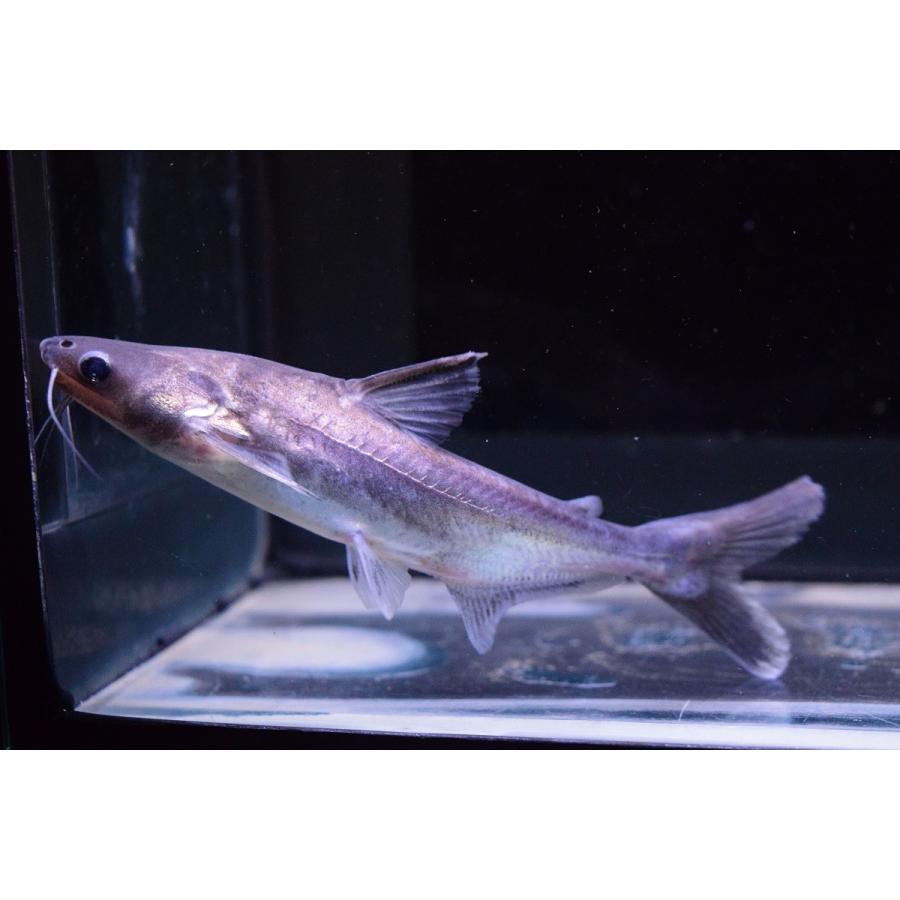 スネールイーターパンガシウス 13cm Ajcat37 World Rivers Net 通販 Yahoo ショッピング