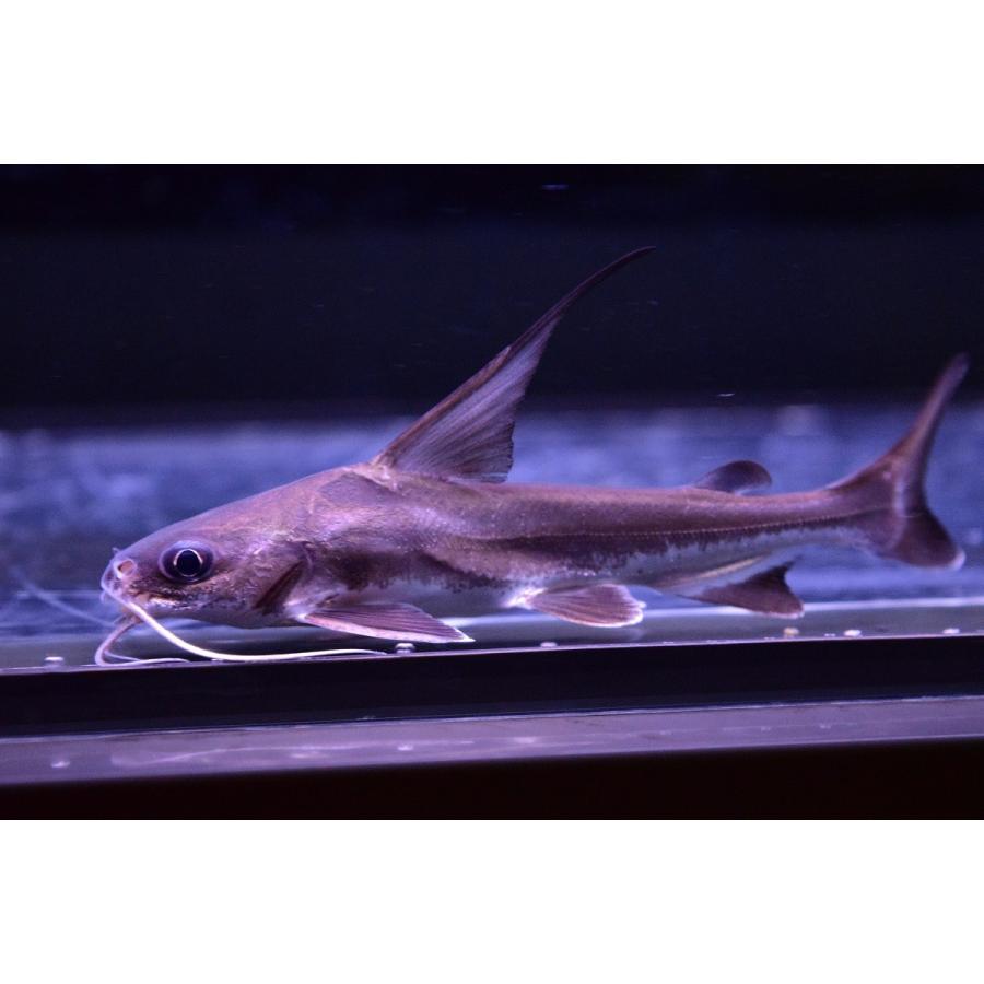インドハイフィンシャークキャット 10 12cm Ajcat6 World Rivers Net 通販 Yahoo ショッピング