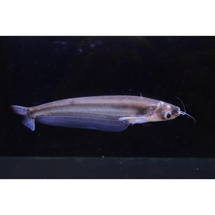 ジャイアントグラスキャット チャオプラヤ川 13cm Ajcat65 World Rivers Net 通販 Yahoo ショッピング