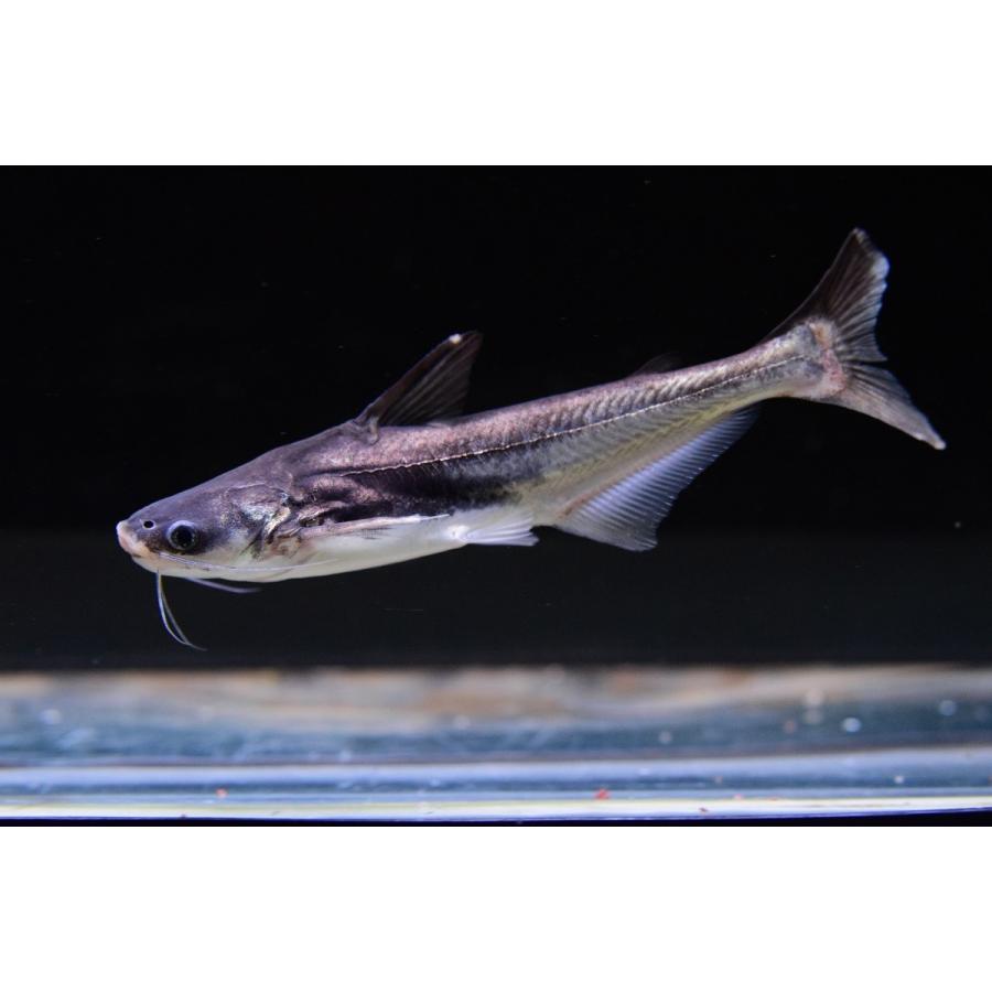 シロニア シロンディア インド 19 cm Ajcat67 World Rivers Net 通販 Yahoo ショッピング