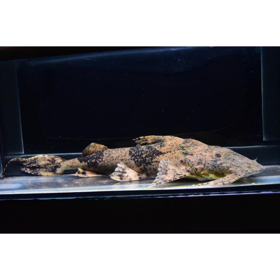 バガリウス・ヤレリ　”サルウィン川”　34cm程 