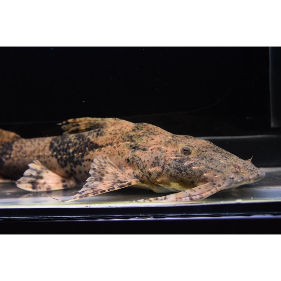 バガリウス・ヤレリ　”サルウィン川”　34cm程 