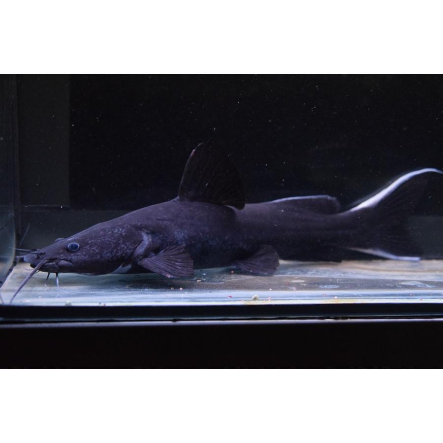 ホワイトテールブラックキャット タイ 25cm Ajcat80 World Rivers Net 通販 Yahoo ショッピング