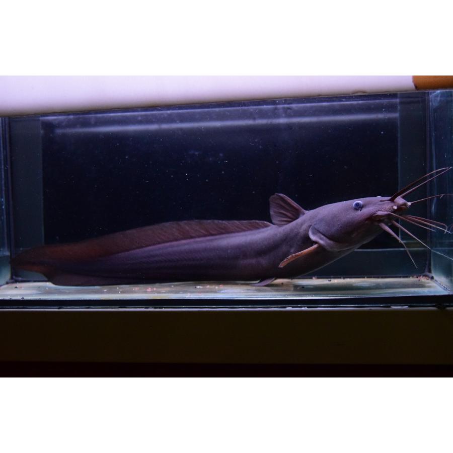 新品未使用！ ブラックイールテールキャット　”インド”　37-38cm 【1812425139】(11570円)