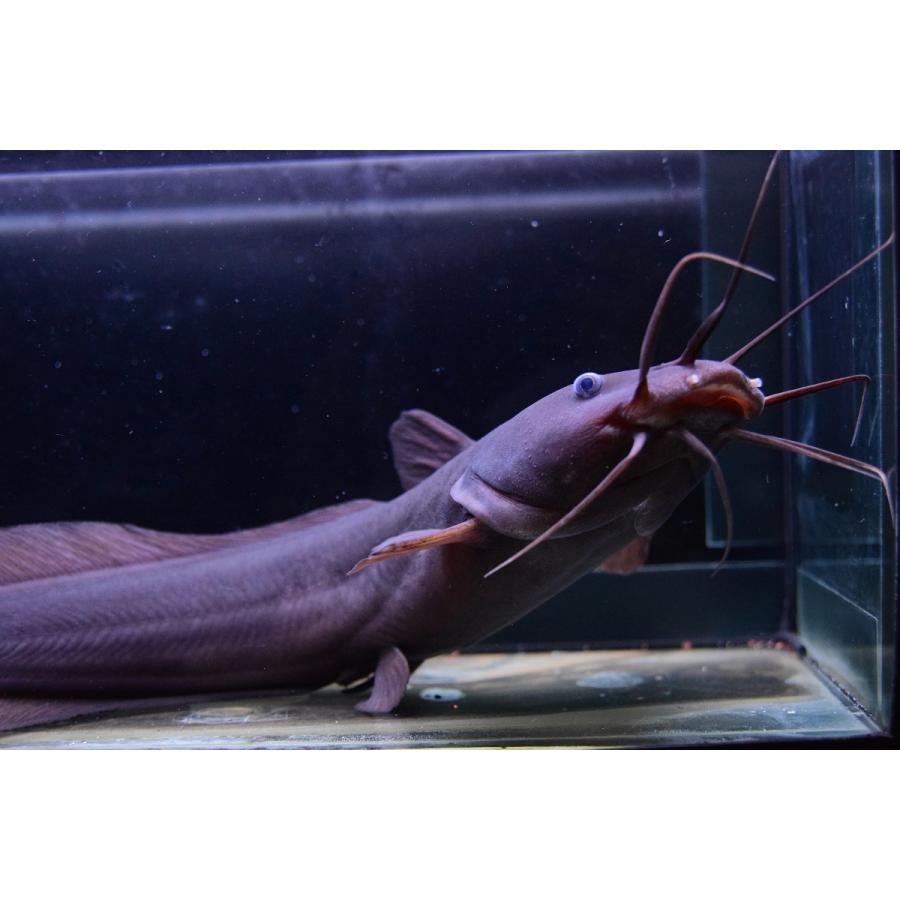 新品未使用！ ブラックイールテールキャット　”インド”　37-38cm 【1812425139】(11570円)