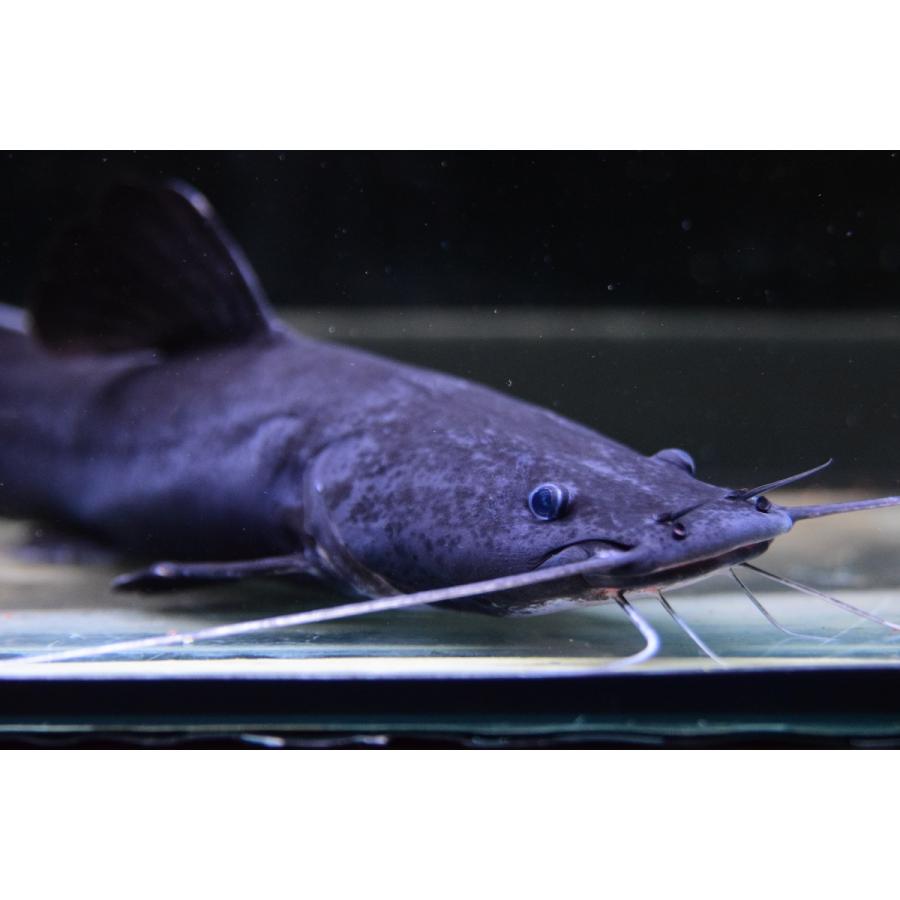 ホワイトテールブラックキャット タイ 18 19cm Ajcat97 World Rivers Net 通販 Yahoo ショッピング